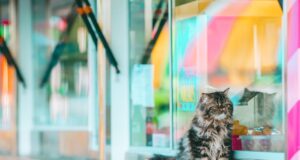 Debunking Myths: Best Cat Food