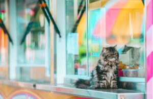 Debunking Myths: Best Cat Food