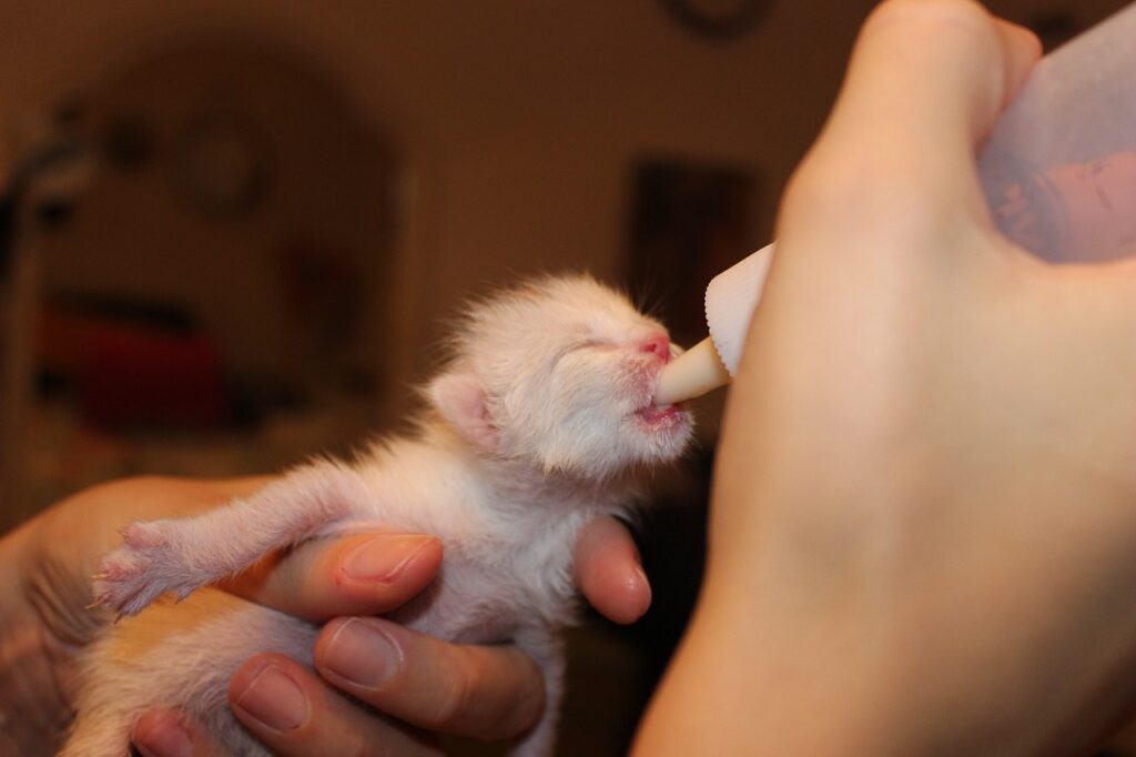 Kitten Feeding Schedule 3 pindrive 1784798435 0T5Tnl