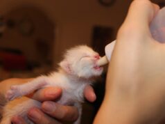 Kitten Feeding Schedule