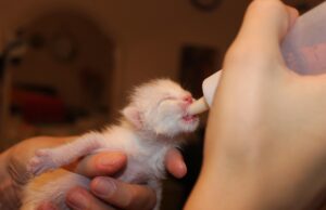 Kitten Feeding Schedule