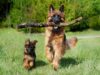 Beginner Dog Exercise Routines