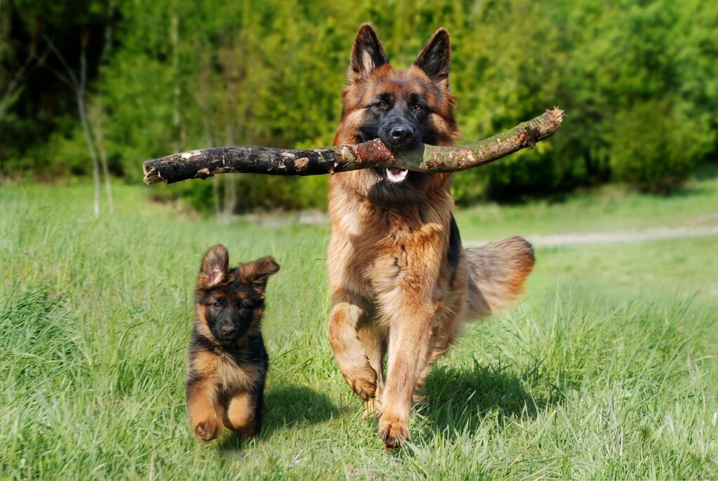 Beginner Dog Exercise Routines 3 pindrive 1784799200 m7eSJU