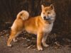 Apoquel for Dogs: A Comprehensive Review