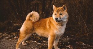 Apoquel for Dogs: A Comprehensive Review