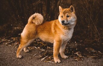 Apoquel for Dogs: A Comprehensive Review