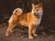 Apoquel for Dogs: A Comprehensive Review