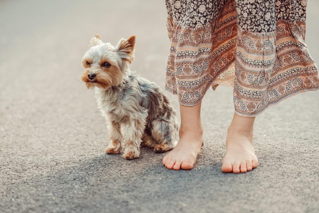 Yorkies: The Spunky and Loyal Companion 3 pindrive 1784886293 riopSR