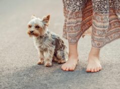 Yorkies: The Spunky and Loyal Companion