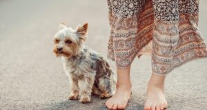 Yorkies: The Spunky and Loyal Companion