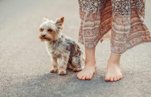Yorkies: The Spunky and Loyal Companion