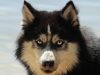 Dog Coats: The Honest Take