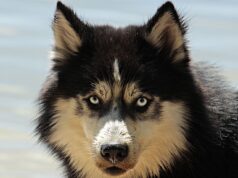 Dog Coats: The Honest Take