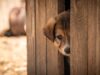 Large Dog Crate Solutions