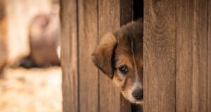 Large Dog Crate Solutions
