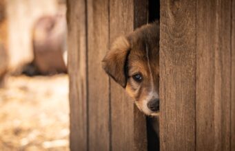 Large Dog Crate Solutions