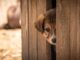 Large Dog Crate Solutions