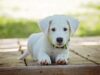 Anxiety Signs in Dogs: Common Mistakes to Avoid