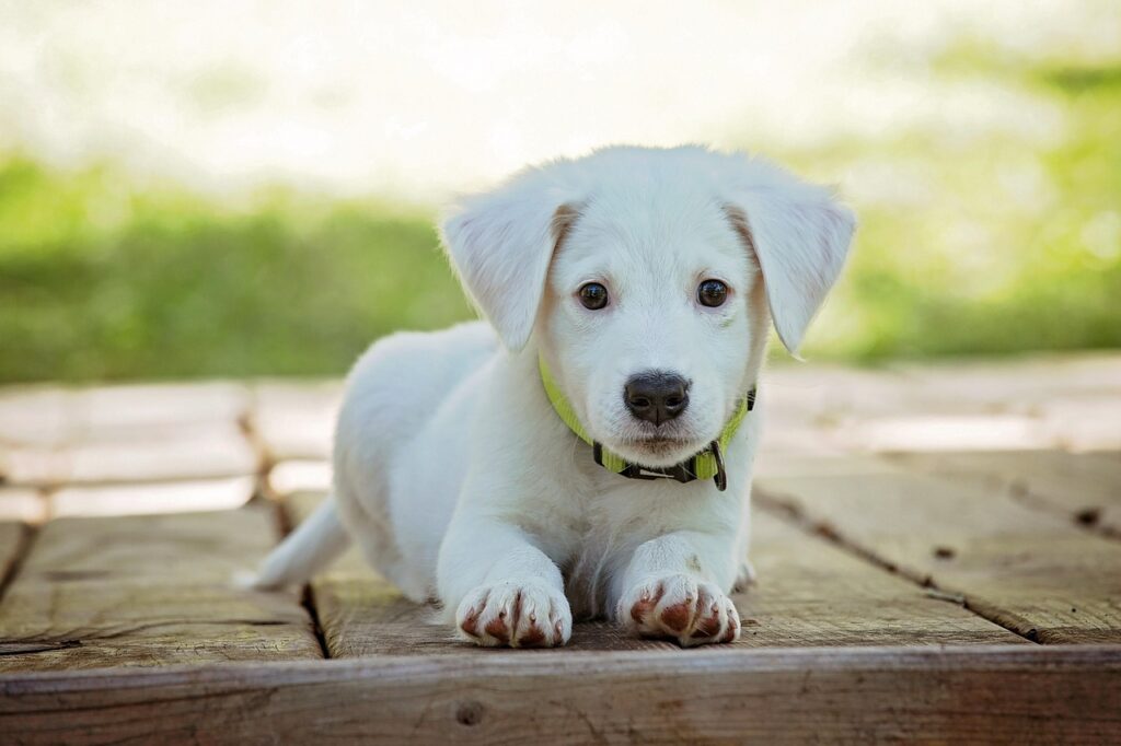 Anxiety Signs in Dogs: Common Mistakes to Avoid 3 pindrive 1785008315 m67w0U