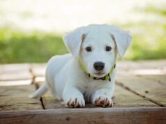 Anxiety Signs in Dogs: Common Mistakes to Avoid