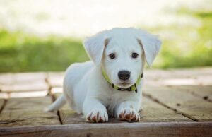Anxiety Signs in Dogs: Common Mistakes to Avoid