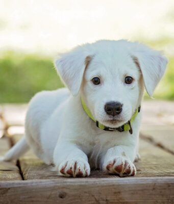 Anxiety Signs in Dogs: Common Mistakes to Avoid