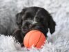 Havanese Puppies: Ultimate Guide 2026