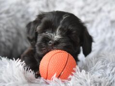 Havanese Puppies: Ultimate Guide 2026