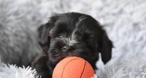 Havanese Puppies: Ultimate Guide 2026