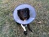 Debunking Elizabethan Collar Myths for Dogs