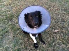 Debunking Elizabethan Collar Myths for Dogs