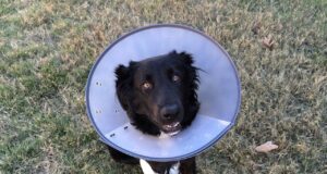 Debunking Elizabethan Collar Myths for Dogs