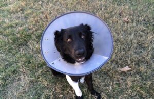Debunking Elizabethan Collar Myths for Dogs