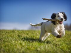 Puppy Training Guide: Expert Advice