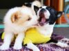 Revolutionizing Pet Care: Dog Hotel Case Study
