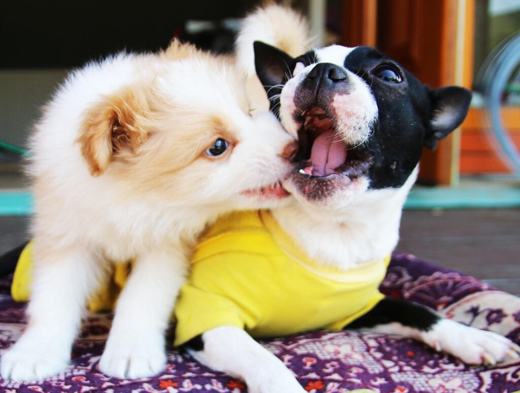 Revolutionizing Pet Care: Dog Hotel Case Study 3 pindrive 1785092004 DtAwcJ