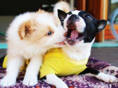 Revolutionizing Pet Care: Dog Hotel Case Study