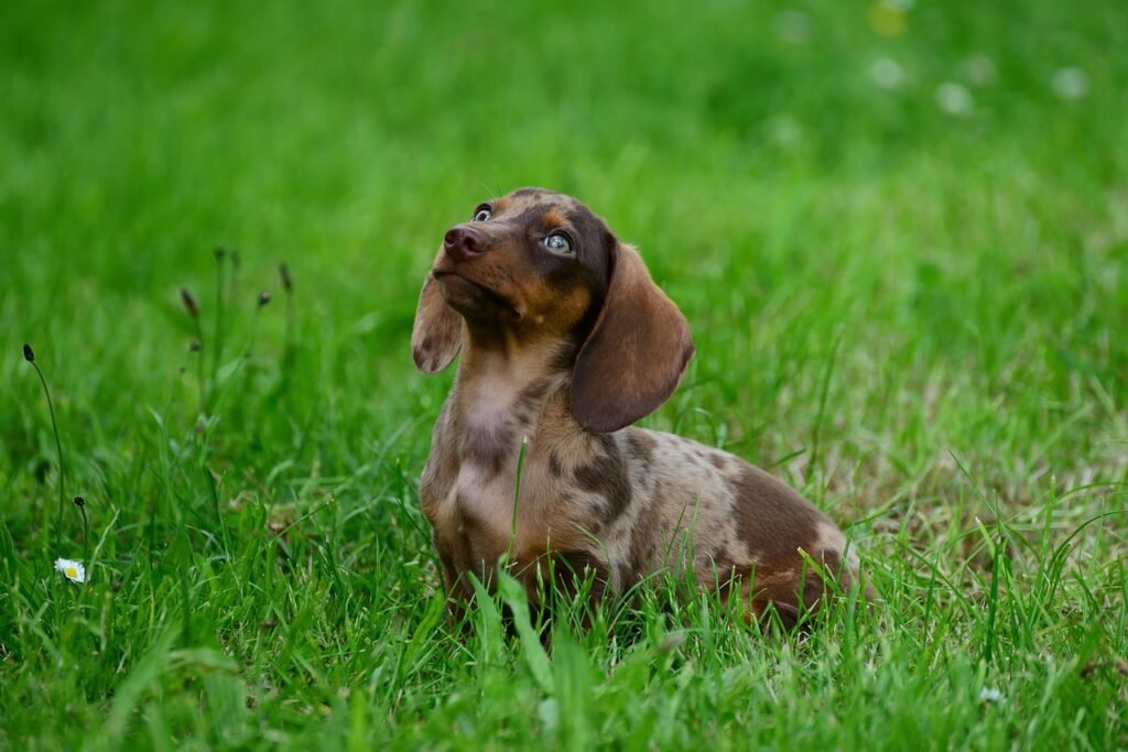 Dachshund Puppies: An Honest Take 3 pindrive 1785107045 8qN1Kn