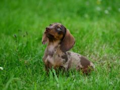 Dachshund Puppies: An Honest Take