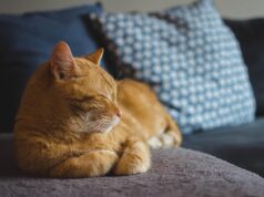 Cat Behavior Problems Explained