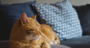 Cat Behavior Problems Explained