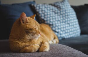 Cat Behavior Problems Explained