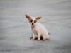 Stop Puppy Biting: Expert Guidance