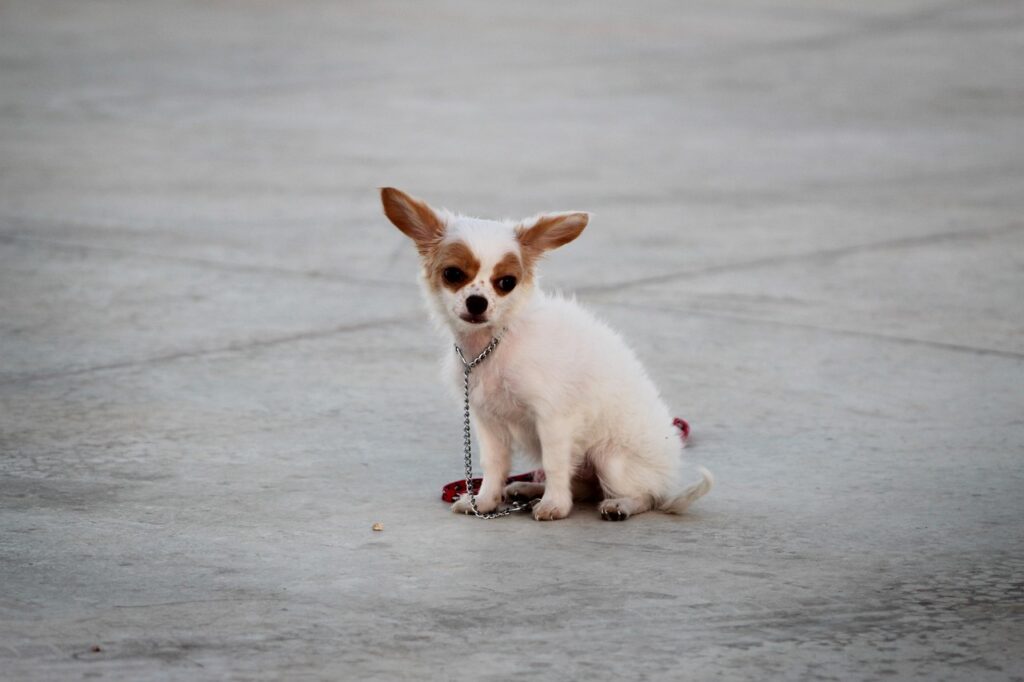 Stop Puppy Biting: Expert Guidance 3 pindrive 1785145063 qOXClT