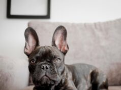 Bully Sticks: A Growing Pet Treat Trend