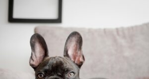 Bully Sticks: A Growing Pet Treat Trend