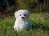Debunking Dog Myths