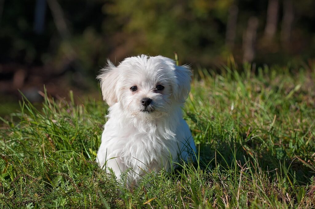 Debunking Dog Myths 3 pindrive 1785177917 8cCPZ6