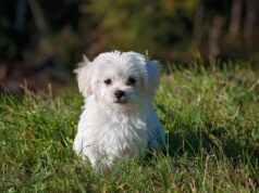 Debunking Dog Myths