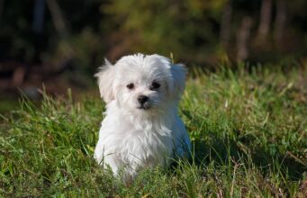 Debunking Dog Myths
